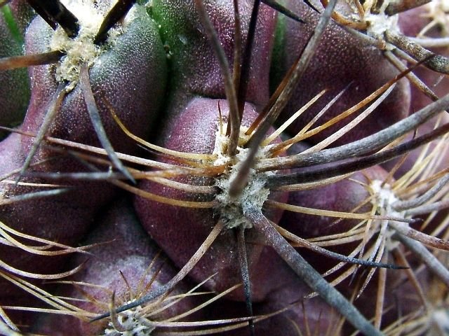 Eriosyce_ senilis _ssp.coimasensis FR473_ 04